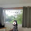 올리브낭 이미지
