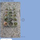 옥신농장 이미지