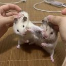 영광카센타 | warm is better than hot ••