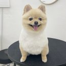 울리독 | 인천 연수동/청학동 애견미용 울리독 woolly dog 에서 포메라니안 미용