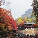 백양사 주차장 화장실 | 전남 장성 백양사, 25년 11월 8일 단풍 현황 공유(주차장, 입장권, 화장실)