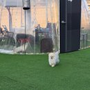 뽀삐애견 | 강화애견식당 캠핑바베큐맛집 포크마운틴 내돈내산 후기