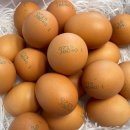 김판정농장 | 양촌농원 난각번호1번 계란 신선하고 맛나서 아이들 입맛에 최고