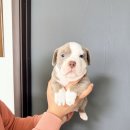 함께 있어줄개 | 아메리칸불리분양, 직접 브리딩한 건강한 아이를 만나는 방법 | 함께있어줄개