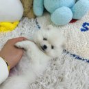 데일리독 이미지