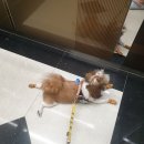 더슈즈 | 와디즈 :: 강아지 안벗겨지는 신발 올인원형 강아지신발 " 로맨스독 스파이더 슈즈 "