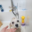 루이비숑 이미지