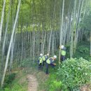 대나무랜드 이미지