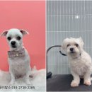 멍뭉이발소 이미지