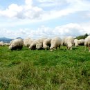 양화목장 이미지