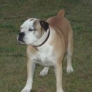 불독(bulldog) 이미지