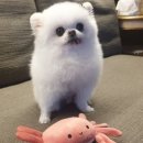 명성동물병원 이미지