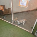 쥬쥬랜드 이미지