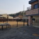 프라임킴 프렌치 불독 이미지