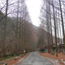 @ 피서의 성지를 찾아서 ~ 메타세콰이어 숲길을 간직한 아름다운 휴양림, 대전 장태산자연휴양림 (형제산) 이미지
