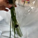 서울잠전초등학교 | [송파 잠실새내 꽃집 플로미아 내돈내산 후기] 감각적인 꽃다발 합리적인 가격에 구매 가능한 곳