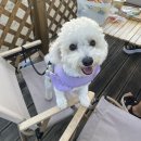 [대구 근교 칠곡 글램핑장]“논논캠프”애견동반,글램핑장,캠핑장,키즈존,당일캠핑