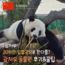 판다 | 광저우 여행 코스｜광저우 동물원 판다 후기 (+20위안 가성비 실화?)