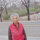 2023.4.4 춘천댐 벚꽃구경나들이 이미지