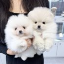 퍼피플라워 | 구리강아지분양 포메라니안분양 퍼피플라워 위례점 분양후기