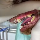 엑슬루 동물병원 이미지