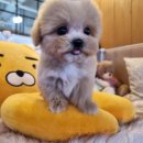 퍼피댕 강아지분양 안심분양소 광명점 말티푸 미니비숑 토이푸들 | 광명강아지분양가격, 우리 집 행복을 책임질 새 가족 맞이하기!