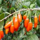 건구농장 이미지