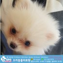 수지동물의료원 이미지