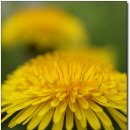 하얀민들레 이미지