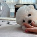 늘 함께하 개 이미지