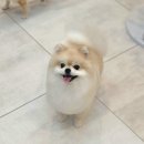 까까모 이미지