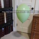 거북이집 이미지