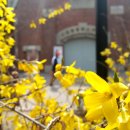 개나리공원 앞 이미지