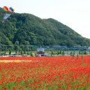 북천꽃단지 이미지