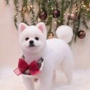 허그퍼피 이미지