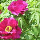 모란사거리 이미지