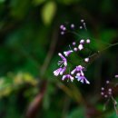 흥부골자연휴양림 이미지