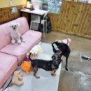 호텔 독스 이미지