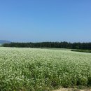 메밀영농조합법인 이미지