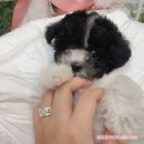 수원강아지분양 요기독 네이버블로그