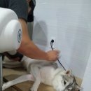 더 펫샵 이미지