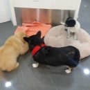 대학로동물병원 이미지