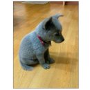 이쁜 댕댕이 이미지