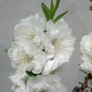도화 이미지