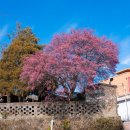 양산천변 | 순천 여행 홍매화명소 사운즈옥천 데이트코스 가볼만한곳