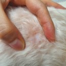 다원동물약국 | [반려동물 용품] 다원펫 미뿌 강아지 피부관리 : 2주차 솔직후기