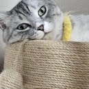 호시타코야끼 화곡점 이미지