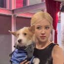 로제스토어