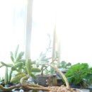 싱싱다육그린원 이미지