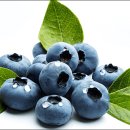 블루베리 이미지